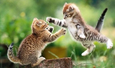 fighting-kittens